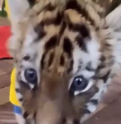 T0405015 rescue baby tiger (Part 2)