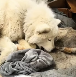 T0405014 I adopted a dog that was chained outside when it gavebirth, and then (Part 2)