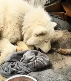 T0405014 I adopted a dog that was chained outside when it gavebirth, and then (Part 2)
