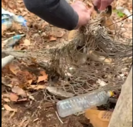 T0405018 The little fox trapped in the net was rescued and cared for (Part 2)
