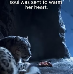 She Lost Her Cubs but Found Him (Part 2)