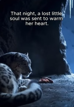 She Lost Her Cubs but Found Him (Part 2)