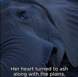 She Lost Her Calf But Found A Son (Part 2)