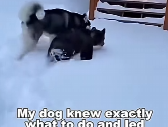 F0705005 This husky saved a lost bear cub from a pack of wolves… and then (Part 2)