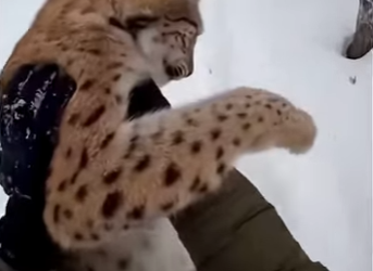 F0705015 This man found a mother lynx, with her twins, trapped by illegal hunter rope (Part 2)