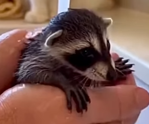 F0705016 This is the story of a lost baby raccoon brought home and raised by a cat (Part 2)