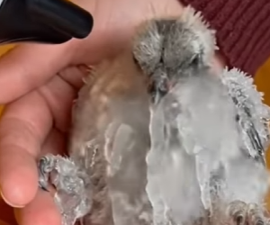 F0705019 baby owl literally froze to windowpane. mother owl started (Part 2)