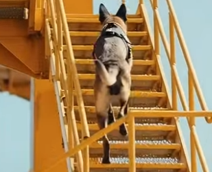 Y3004014 Police K9 Saves Passengers on Cargo Ship Rescue (Part 2)