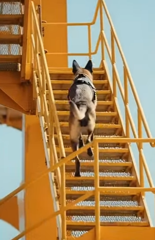 Y3004014 Police K9 Saves Passengers on Cargo Ship Rescue (Part 2)