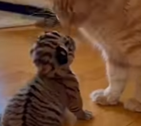F0705010 Siberian tiger mother does not recognize her cub because of his color and rejects his as not hers (Part 2)