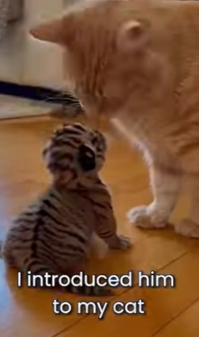 F0705010 Siberian tiger mother does not recognize her cub because of his color and rejects his as not hers (Part 2)