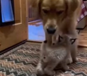 F0705001 One snowy night… two tiny lynx kittens crawled through dog door (Part 2)