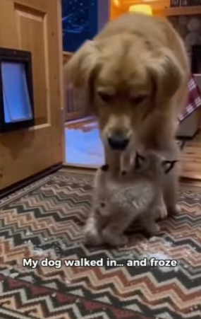 F0705001 One snowy night… two tiny lynx kittens crawled through dog door (Part 2)