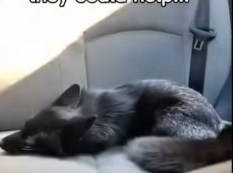 F0705020 cat brought baby then took his owner to it mom… (Part 2)