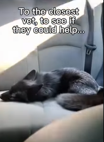 F0705020 cat brought baby then took his owner to it mom… (Part 2)