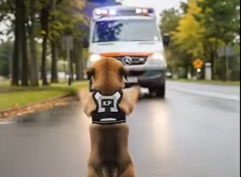 Y3004003 Animal Mysterious Warning to Humans (Part 2)