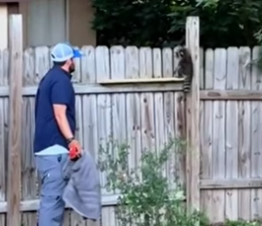 H0205013 Man saved trapped baby raccoon they become friends days later (Part 2)