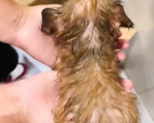 H0205017 Rescue puppy (Part 2)