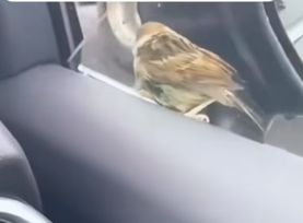 H0205012 saved little bird But to my surprise ,it didn fly away (Part 2)