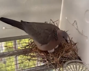 R0705007 cuckoo bird came to girl house built nest (Part 2)