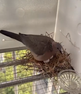 R0705007 cuckoo bird came to girl house built nest (Part 2)