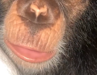 R0705018 baby chimpanzee, separated its mother, has been adopted by (Part 2)