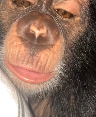 R0705018 baby chimpanzee, separated its mother, has been adopted by (Part 2)
