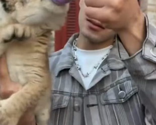 R0705009 fierce lion cub lost its mother was adopted by young man (Part 2)