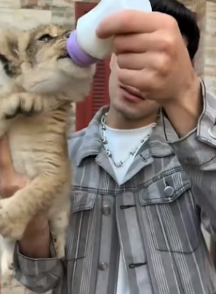 R0705009 fierce lion cub lost its mother was adopted by young man (Part 2)