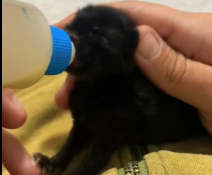 W0205028 The most beautiful sound in the world is a rescued dog’s first sigh of relief (Part 2)