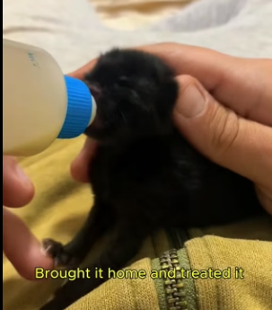 W0205028 The most beautiful sound in the world is a rescued dog’s first sigh of relief (Part 2)