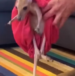 W0205006 Rescuing motherless baby kangaroo (Part 2)