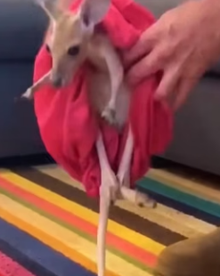 W0205006 Rescuing motherless baby kangaroo (Part 2)