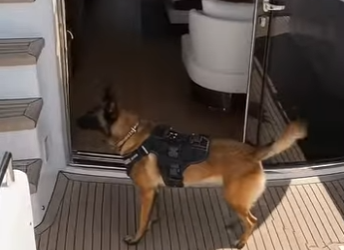 Y3004001 Hero K9 Saves Passengers Ocean Rescue (Part 2)