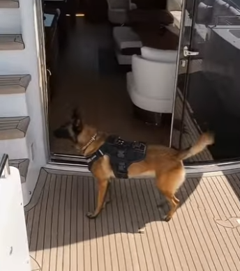 Y3004001 Hero K9 Saves Passengers Ocean Rescue (Part 2)