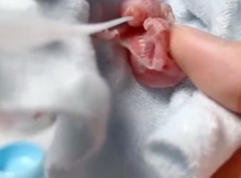 R0705003 woman rescued two orphaned newborn sugar gliders (Part 2)