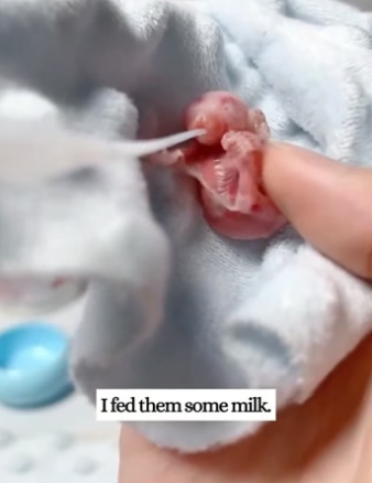 R0705003 woman rescued two orphaned newborn sugar gliders (Part 2)