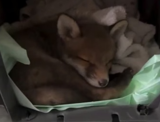 R0705005 woman rescued poor, abandoned baby fox (Part 2)