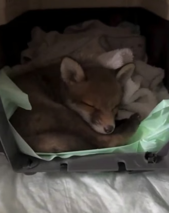 R0705005 woman rescued poor, abandoned baby fox (Part 2)