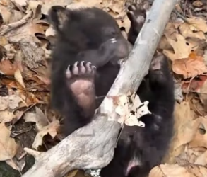 R0705004 bear cub followed girl home then (Part 2)