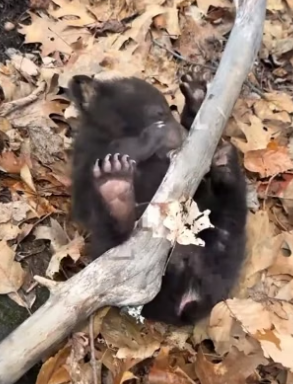 R0705004 bear cub followed girl home then (Part 2)
