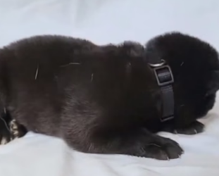 R0705006 small wolf cub was rescued adopted by girl (Part 2)