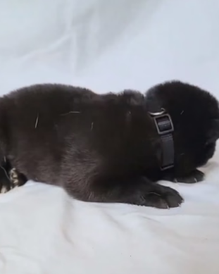 R0705006 small wolf cub was rescued adopted by girl (Part 2)