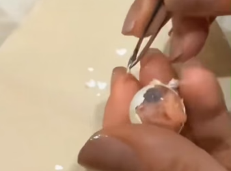 R0705015 Picking up parrot egg story followed (Part 2)