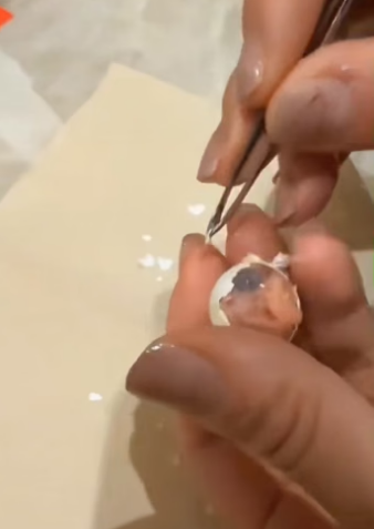 R0705015 Picking up parrot egg story followed (Part 2)