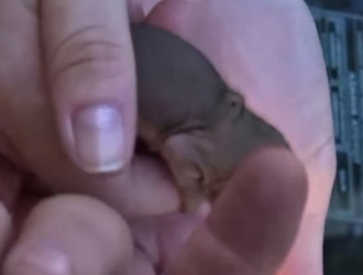 R0705023 Baby cute squirrel (Part 2)