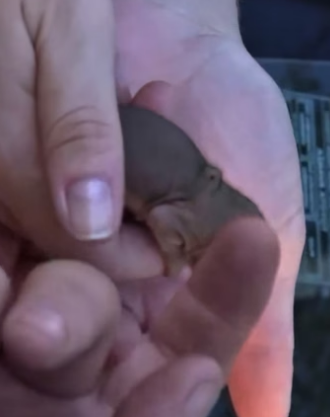 R0705023 Baby cute squirrel (Part 2)