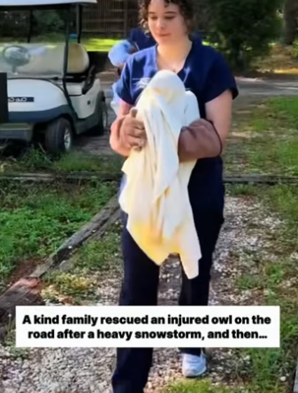 W0205014 kind family rescued an injured owl then (Part 2)