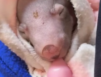 W0205005 Cute baby wombat (Part 2)