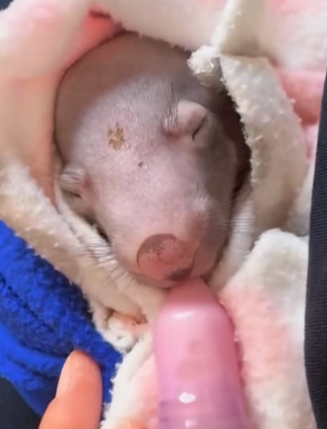 W0205005 Cute baby wombat (Part 2)